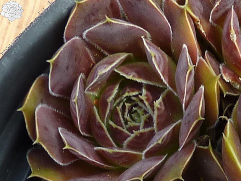 Mount Ruwenzori / Jovi