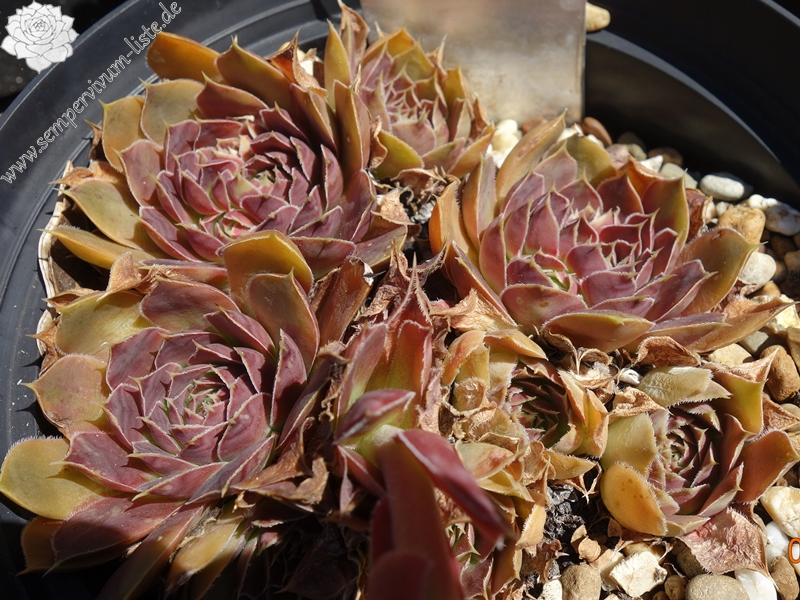 Mount Ruwenzori / Jovi