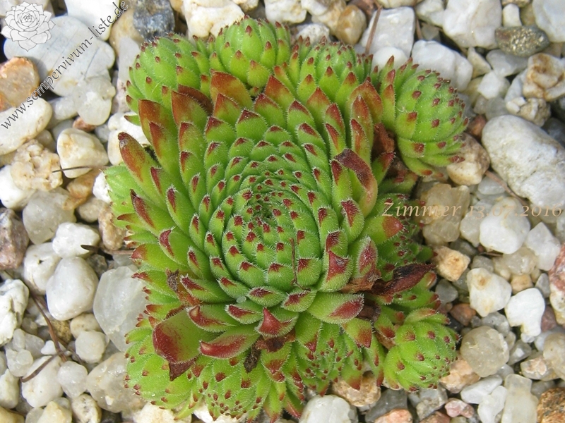 Sea Urchin