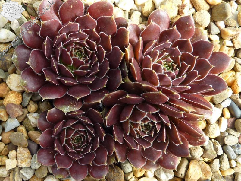 Mount Rinatura / Jovi