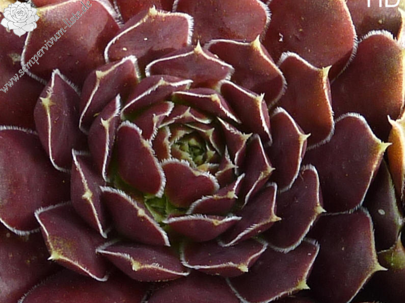 Mount Rinatura / Jovi