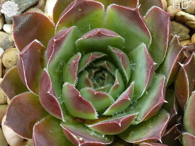 Santa Anavulkaan / Jovi