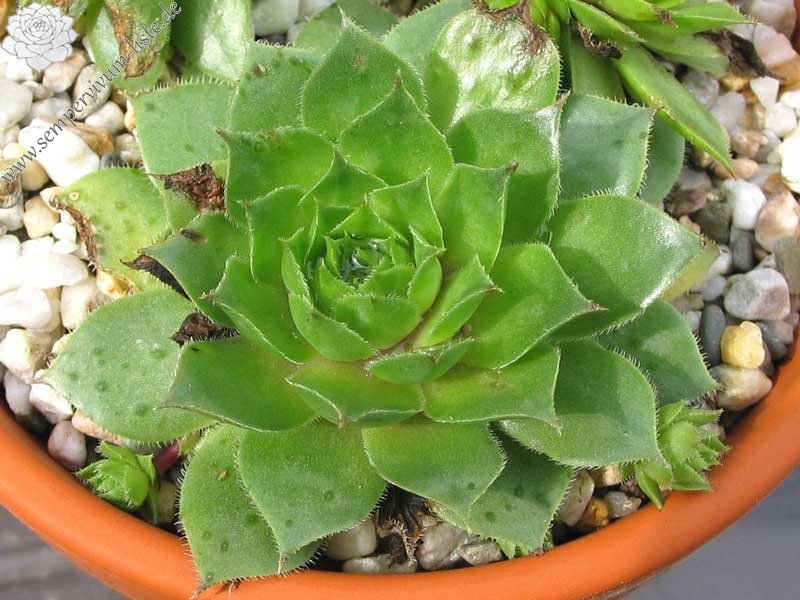 Palatina