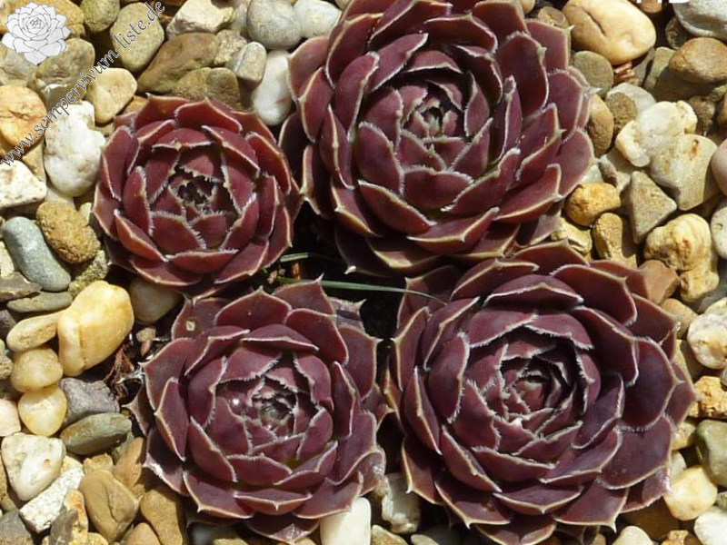 Mount Revelstoke / Jovi