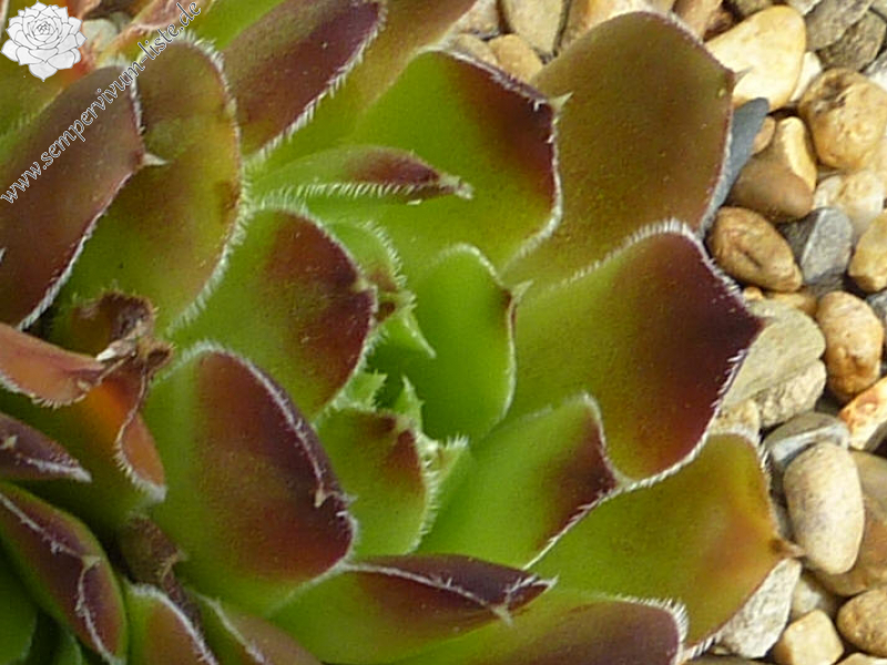 Mount Cumbre de Mulhacen / Jovi