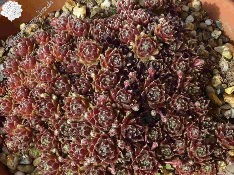 Havendijks Brown Web