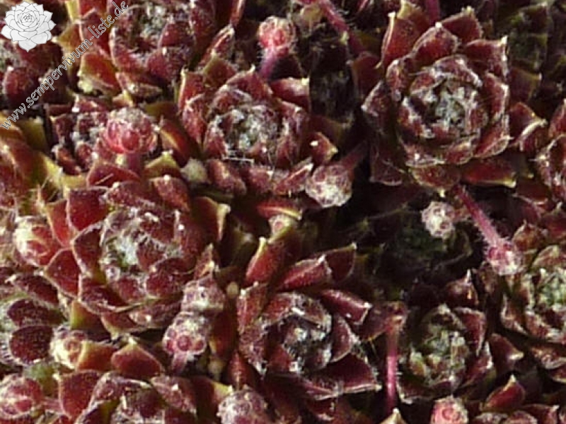 Havendijks Brown Web