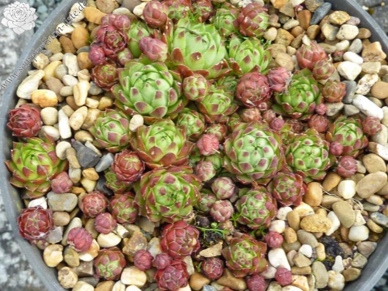 Heidekind / Jovi ( II )