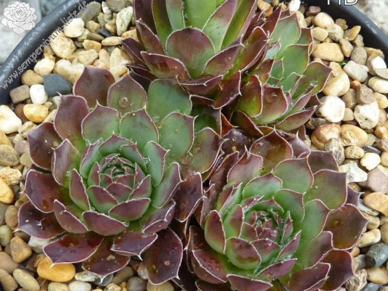 Helle Berlinerin / Jovi