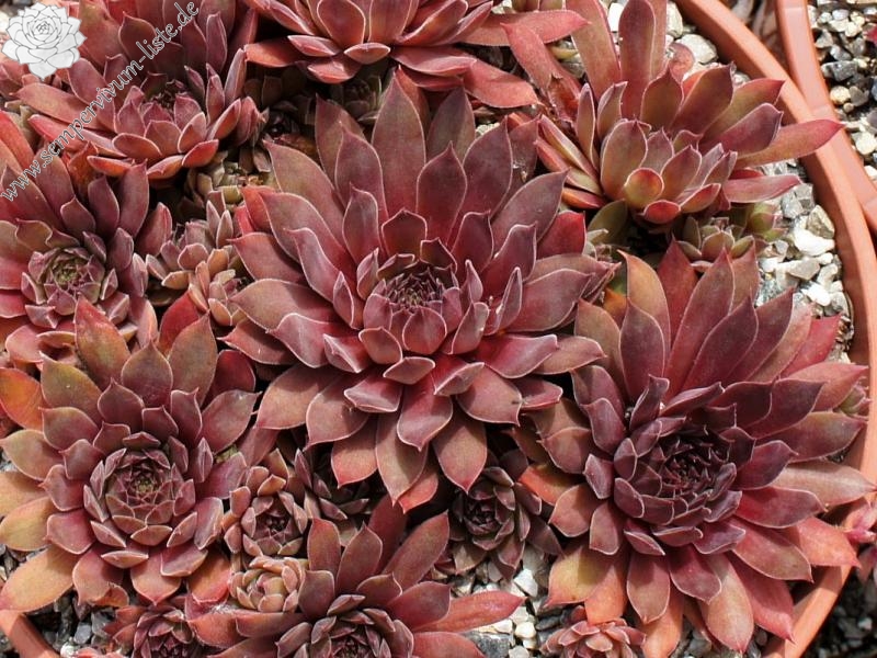 Pacific Evening Star