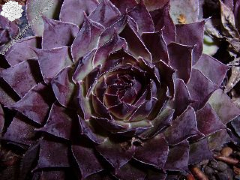 Pacific Purple Shadows