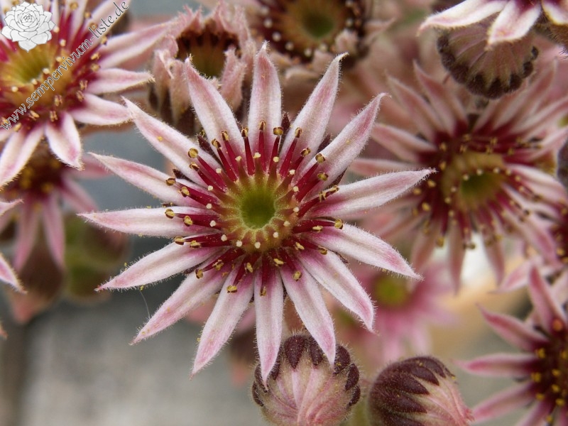 Pacific Evening Star