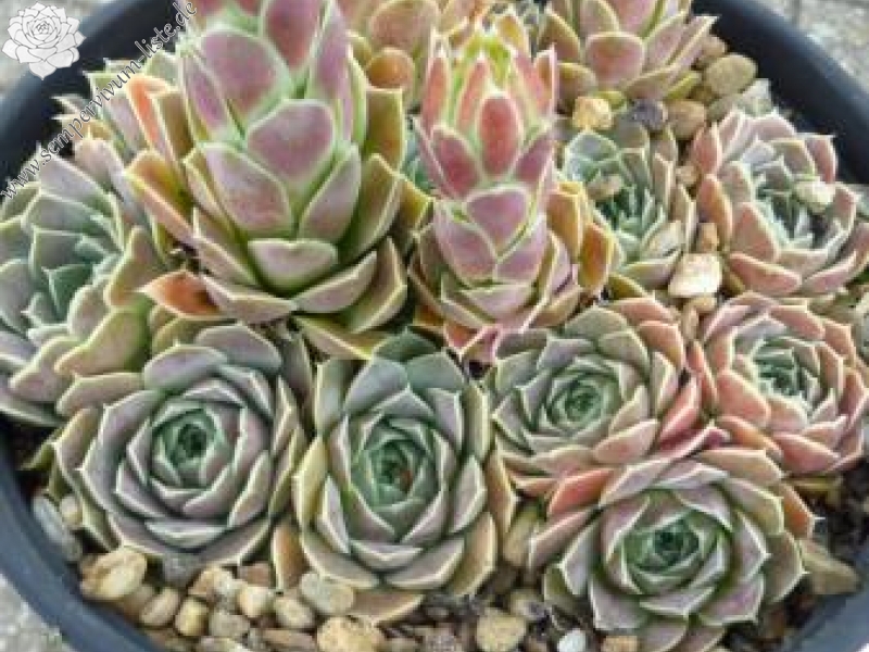 Suntan / Jovi ( II )