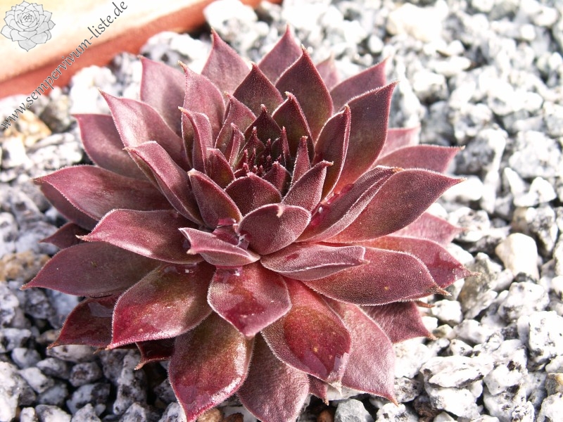 Pacific Evening Star