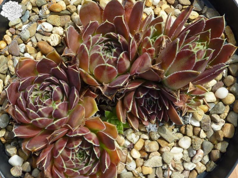 Mount Redoubt / Jovi