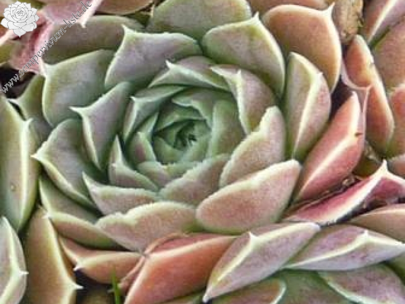 Suntan / Jovi ( II )