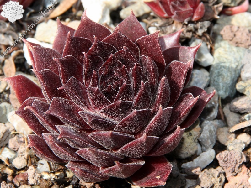 Pacific Evening Star