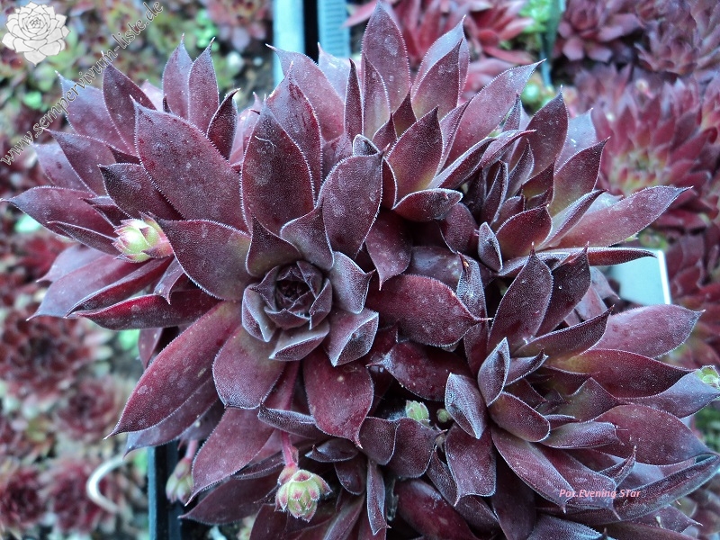 Pacific Evening Star