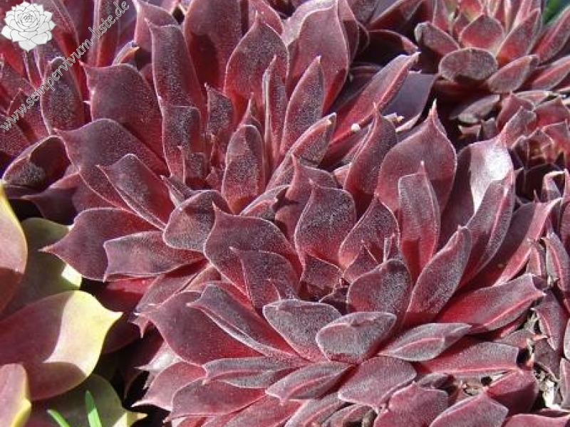 Pacific Evening Star