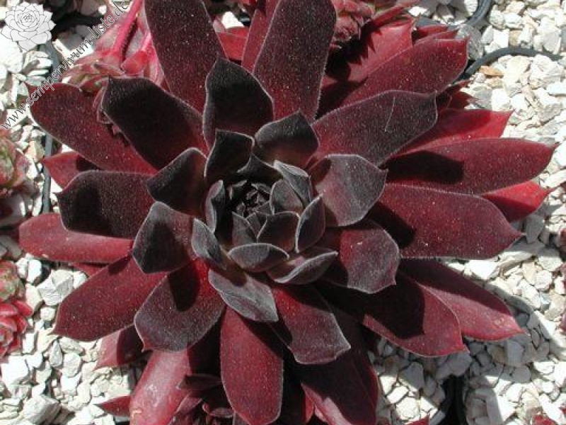 Pacific Evening Star