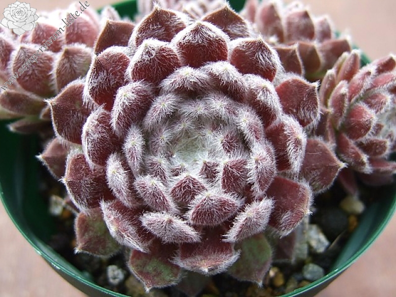 Pacific Feather Power