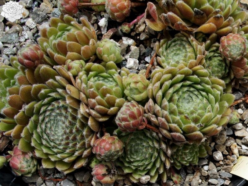 Pacific Feather Power