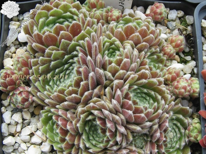 Pacific Feather Power