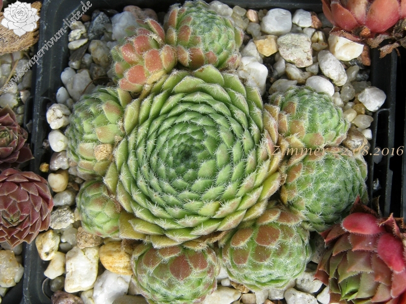 Pacific Feather Power