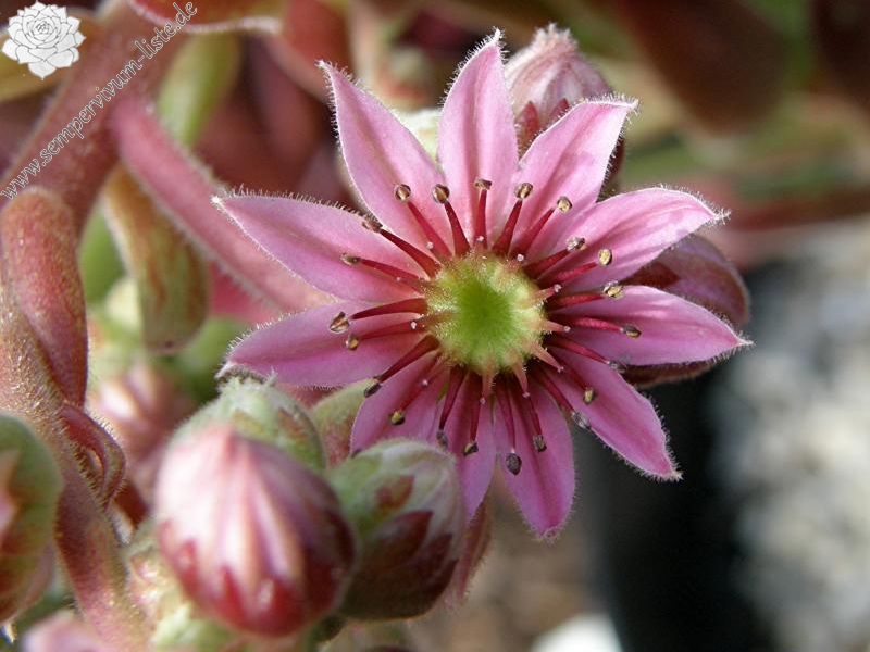 Pacific Feather Power