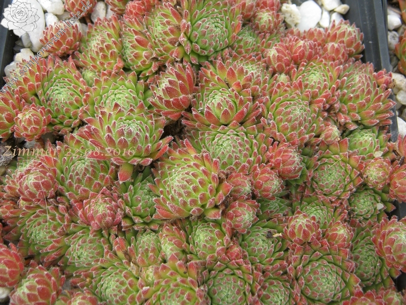 Sea Coral