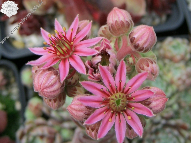 Pacific Feather Power