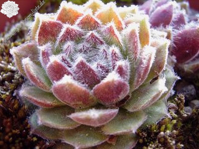 Pacific Feather Power