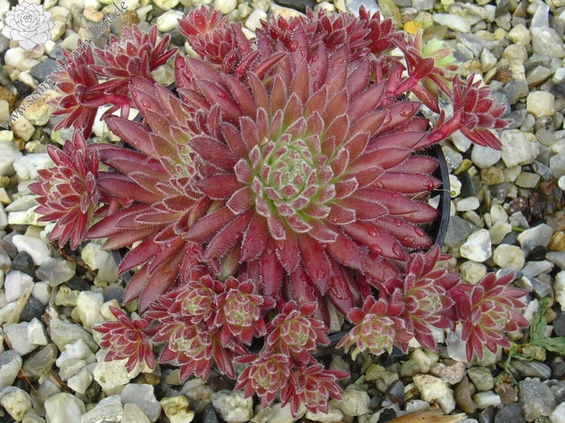 Sea Coral