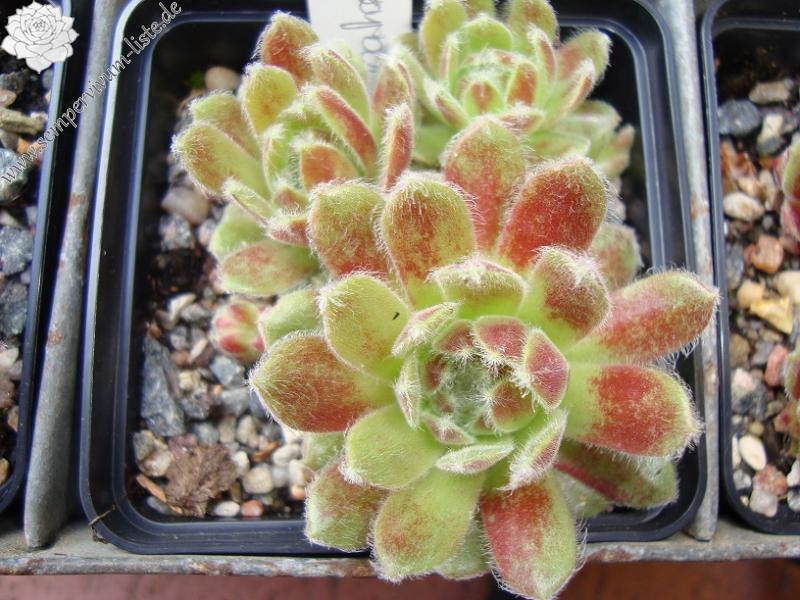 Pacific Feather Power