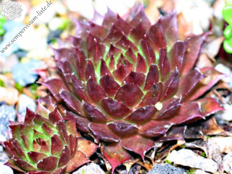 Salvano