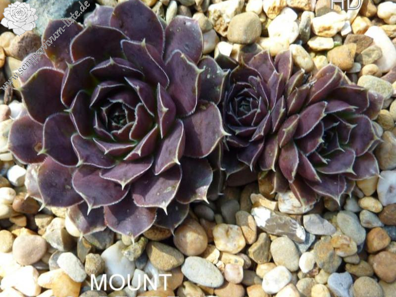 Mount Col de Frejus / Jovi