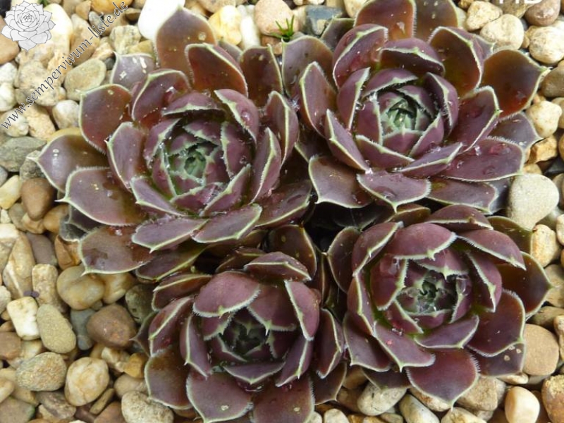 Stella de Oro / Jovi