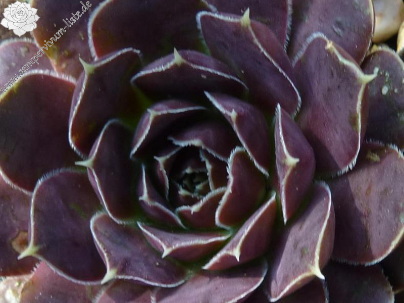 Mount Col de Frejus / Jovi