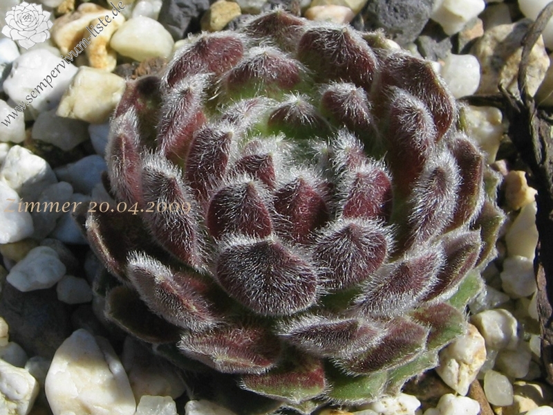 Pacific Feather Power