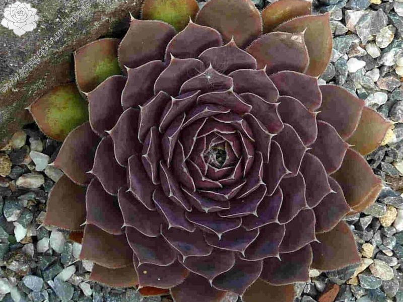 Mount Col de Frejus / Jovi