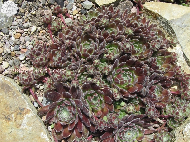 Pacific Feather Power