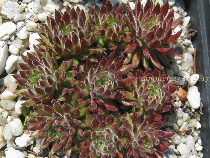 Sea Coral
