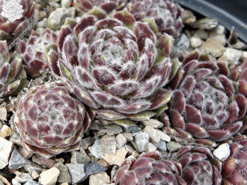 Pacific Feather Power