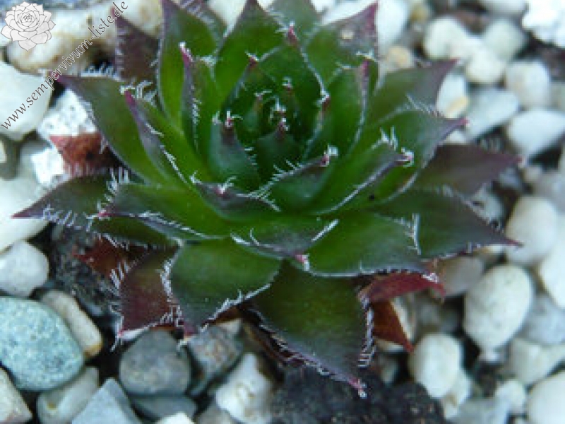 Salvano