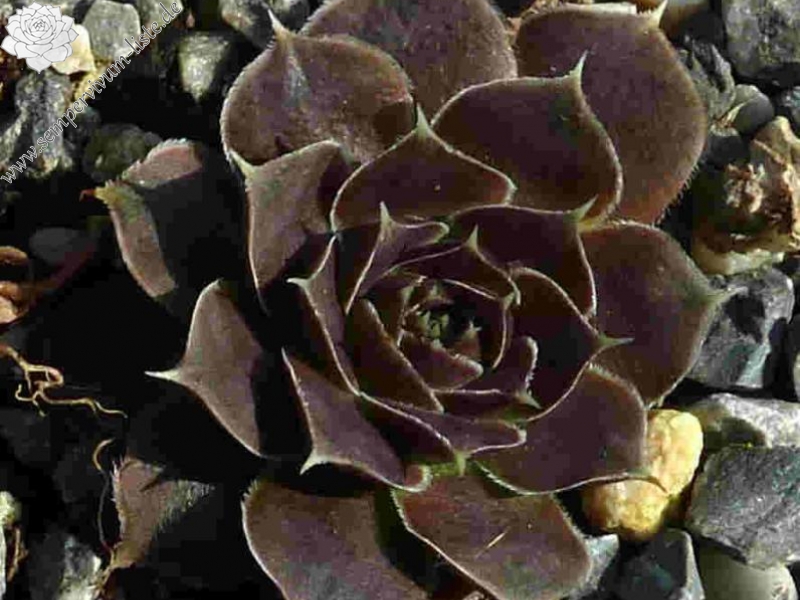 Mount Col de Frejus / Jovi