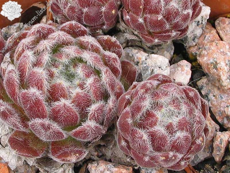 Pacific Feather Power