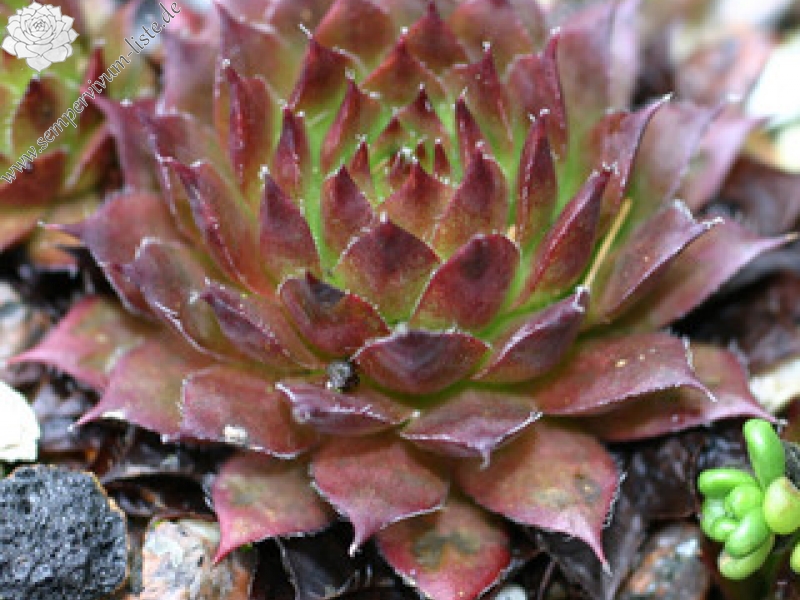 Salvano