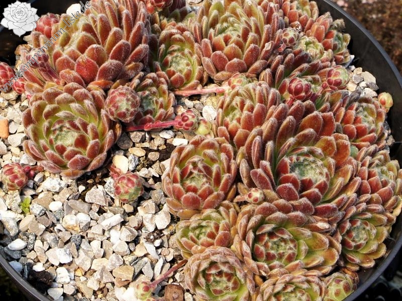 Pacific Feather Power