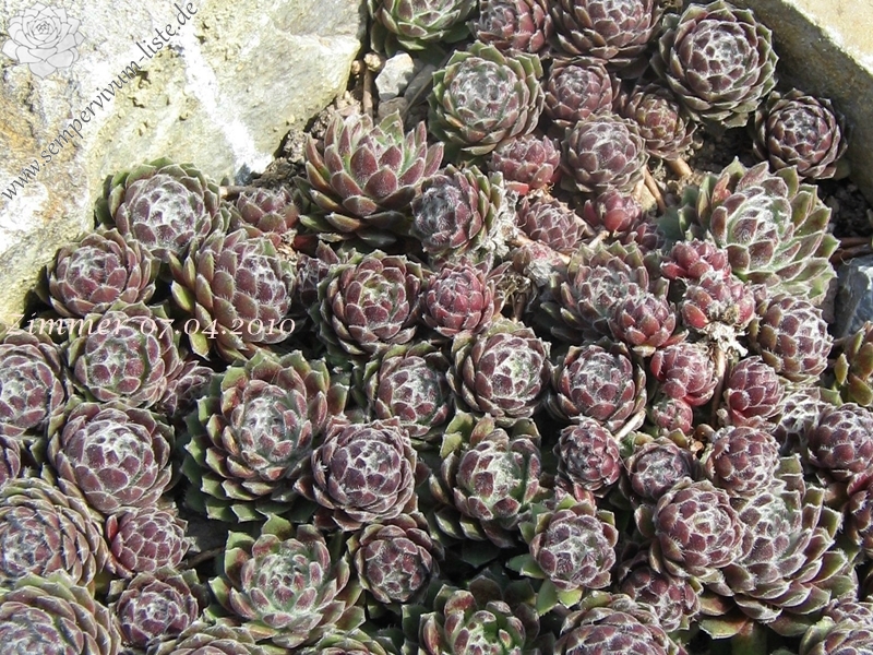 Pacific Feather Power