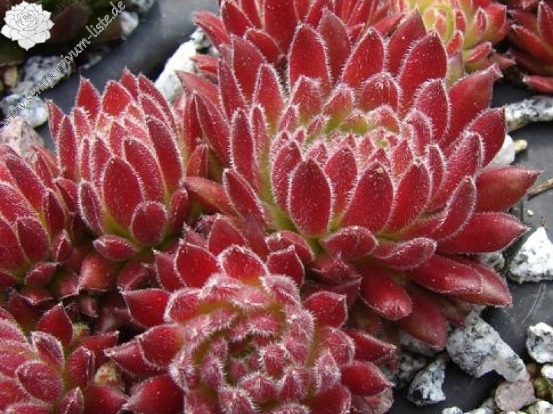 Sea Coral